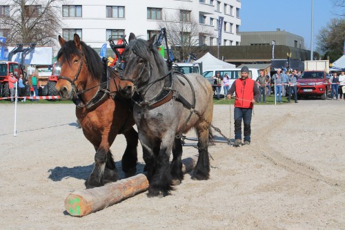 Jürgen Duddek - Holzrücken mit Pferden